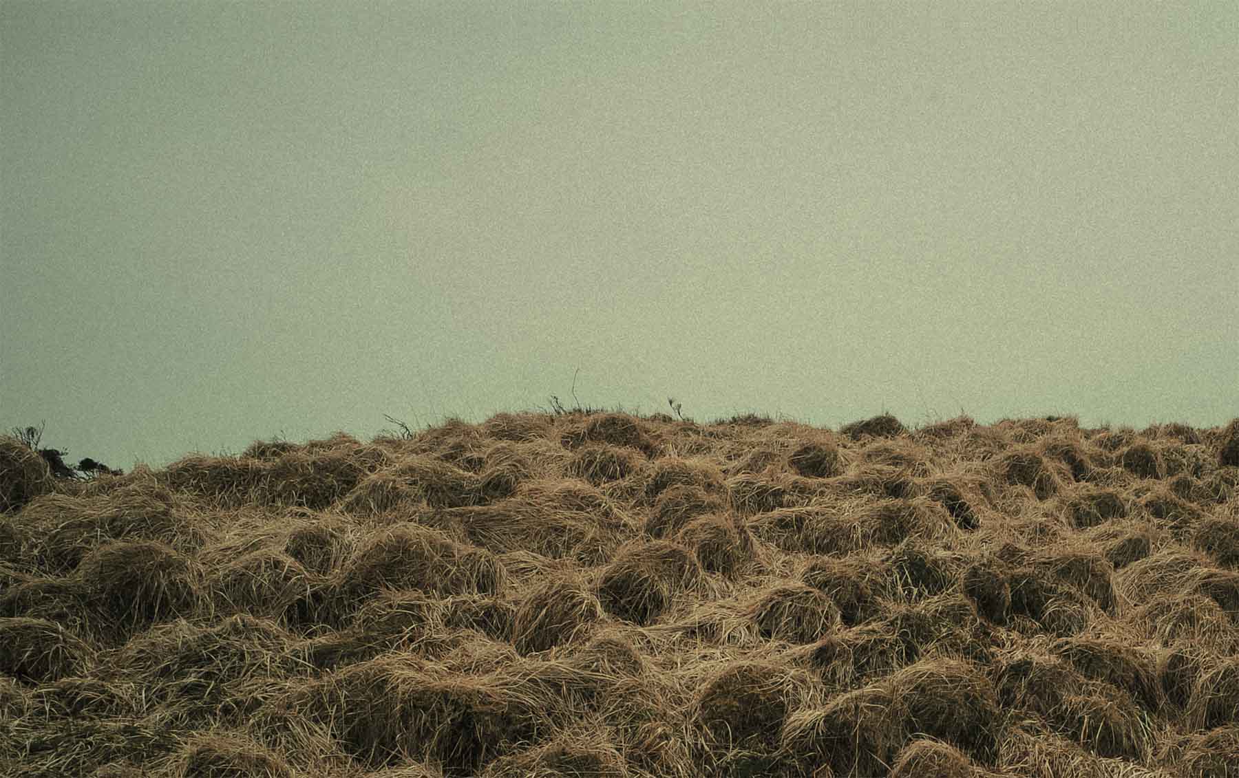 Why NZ peat is different.