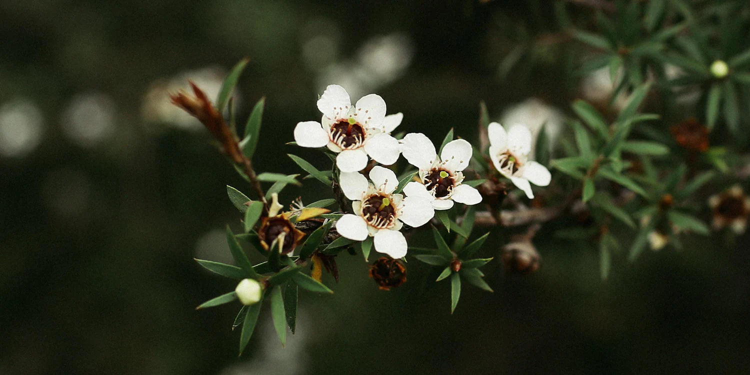 Operation Manuka.
